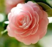 Mr. Nasir Raza Khan